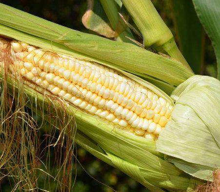 Pencil Cob Corn - beyond organic seeds