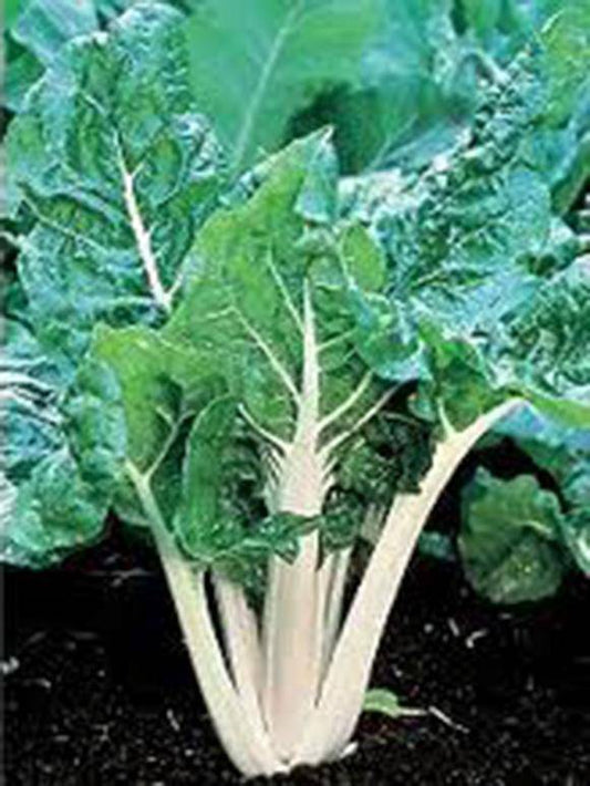 Large White Ribbed Swiss Chard - beyond organic seeds