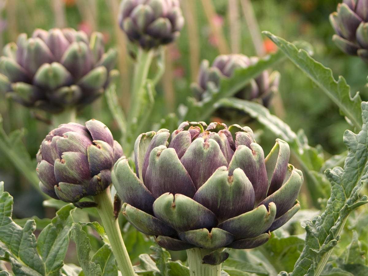 Imperial Star Purple Artichoke - beyond organic seeds