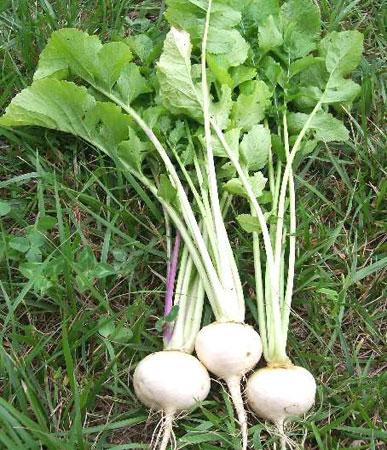 White egg heirloom turnip - beyond organic seeds