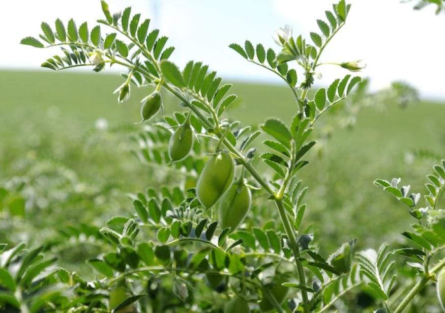 Garbanzo Beans (Chickpea) 50 plus Seeds - beyond organic seeds