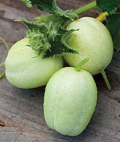 Apple Cucumber - beyond organic seeds