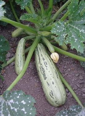 Caserita Summer Squash - beyond organic seeds