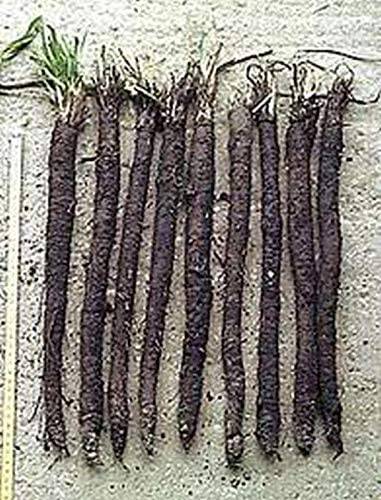 Black Salsify - beyond organic seeds