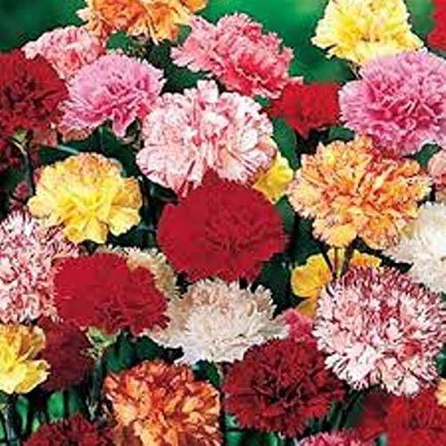 Dwarf Mini Carnation Mix - beyond organic seeds