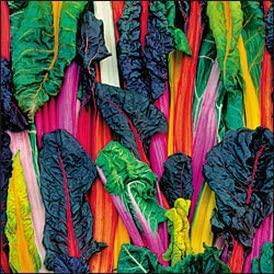 Bright Lights Swiss Chard - beyond organic seeds