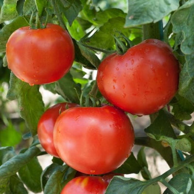 Druzba bulgarian heirloom tomato - beyond organic seeds