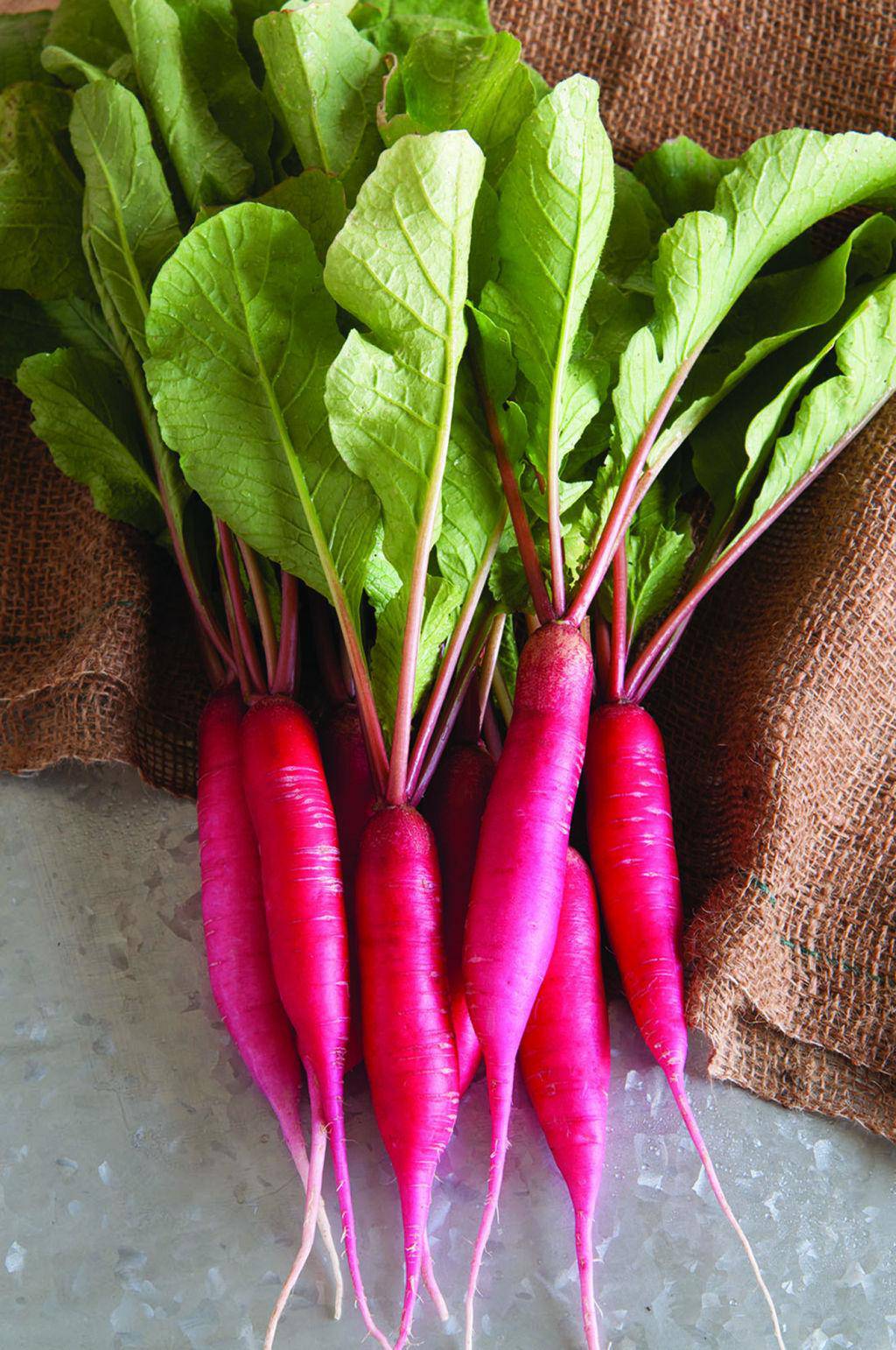 Cincinnati Red Radish - beyond organic seeds