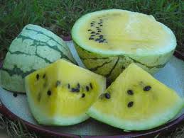 Early yellow moonbeam watermelon - beyond organic seeds