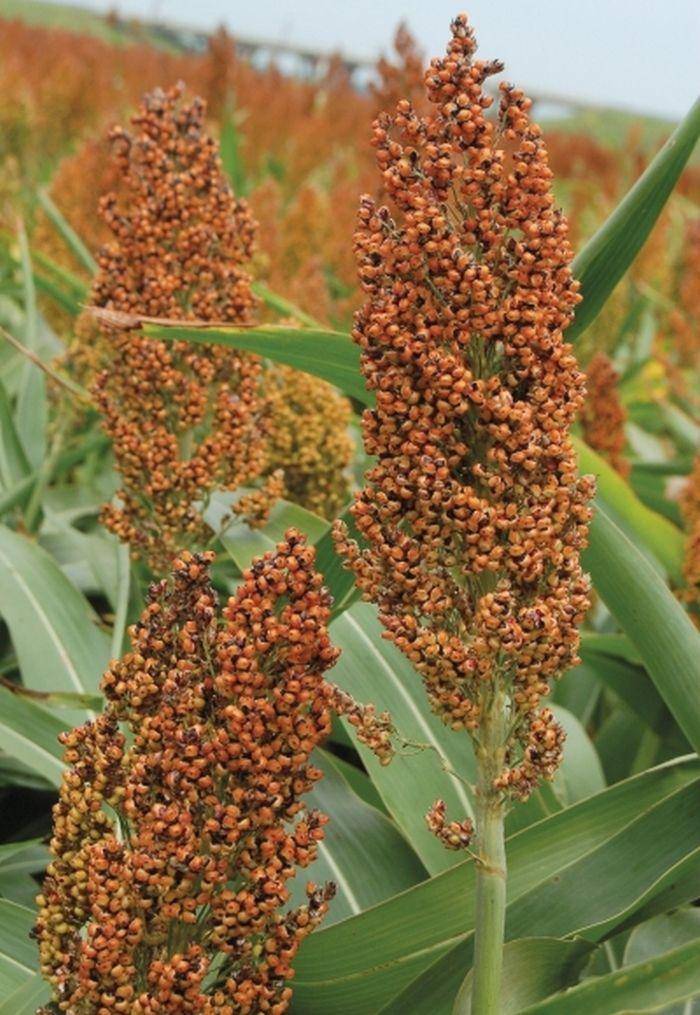 Rox orange syrup sorghum seed - beyond organic seeds