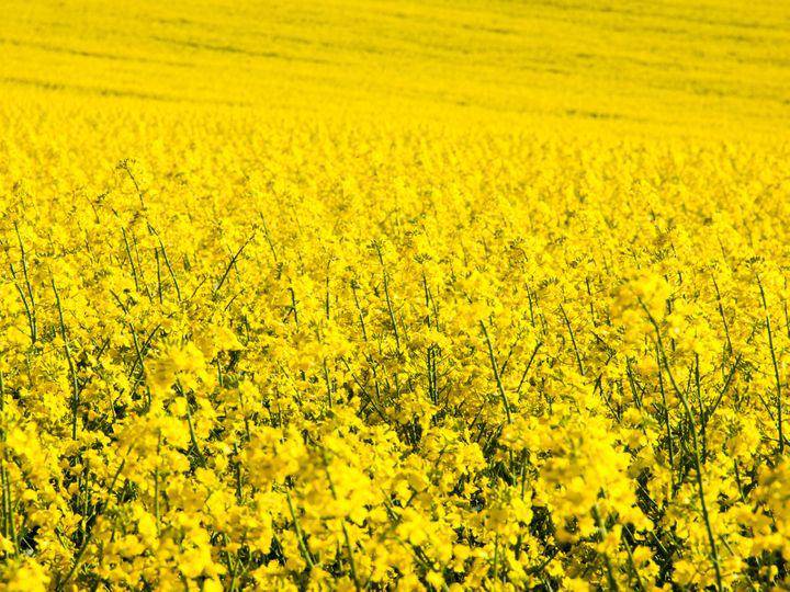 Canola Flower - beyond organic seeds