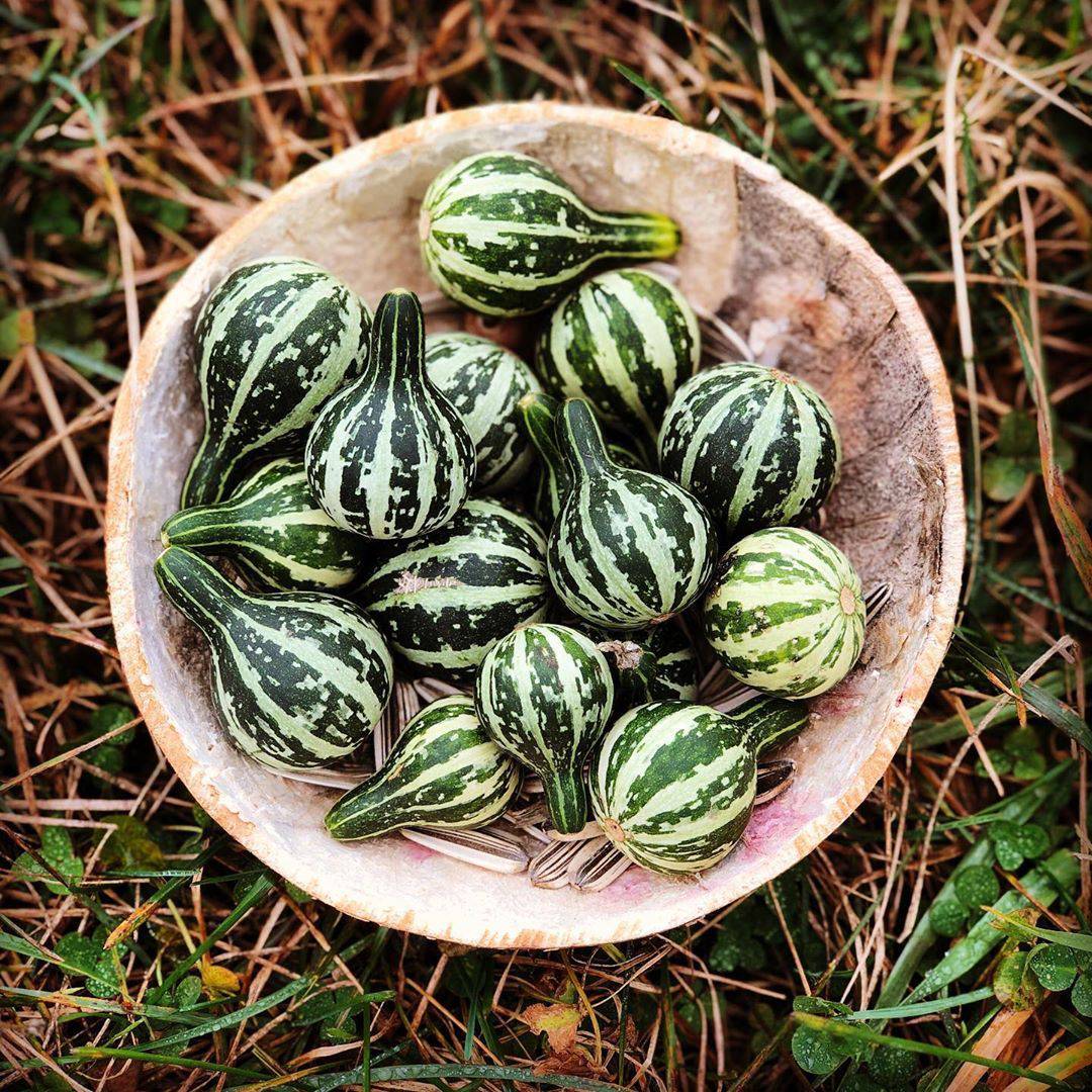 Tennessee Spinning Gourds - beyond organic seeds