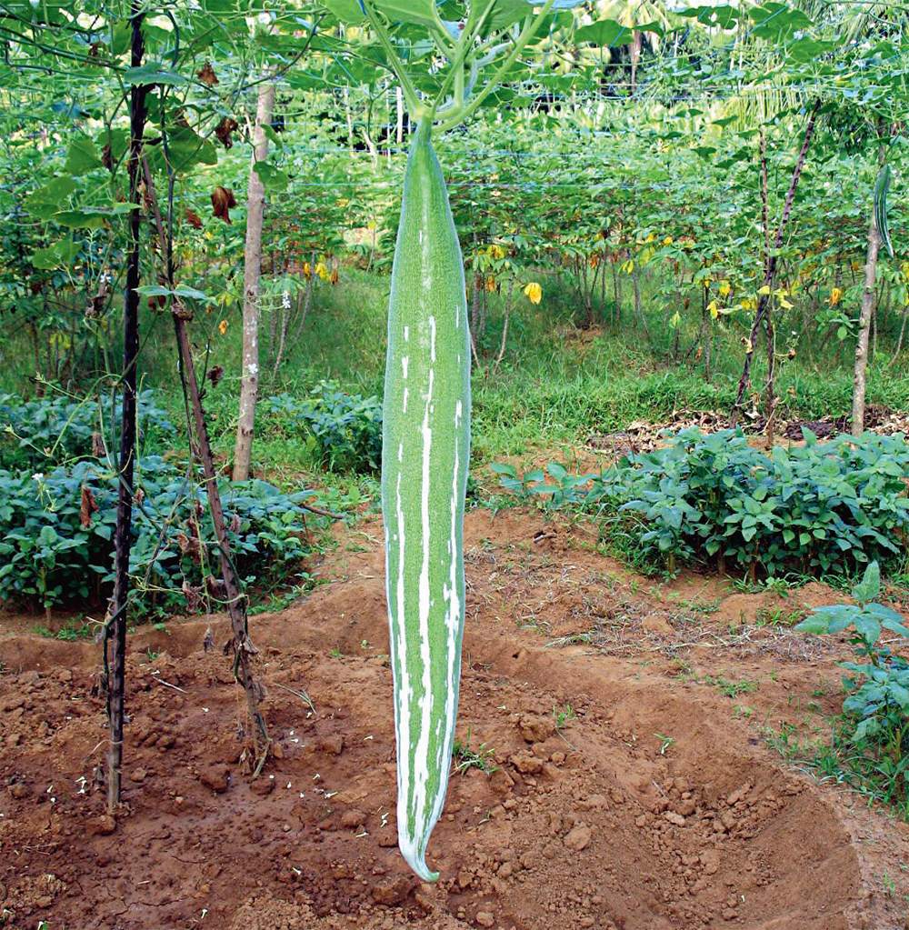 Snake Gourd - beyond organic seeds