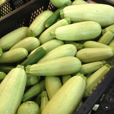 Lebanese white bush summer squash - beyond organic seeds