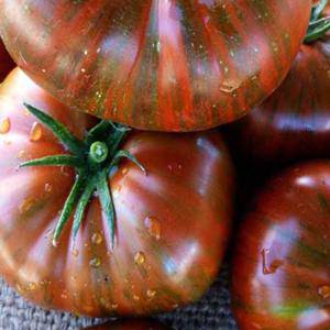 Chocolate Stripes Medium Size Tomato - beyond organic seeds