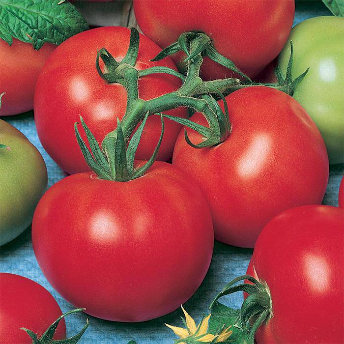 Fireworks Tomato 60 Days - beyond organic seeds