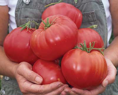 Fireworks Tomato 60 Days - beyond organic seeds