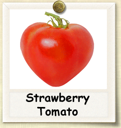 German Strawberry Tomato - beyond organic seeds