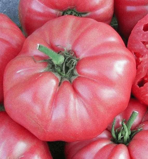 Giant Pink Belgium Heirloom Tomato - beyond organic seeds