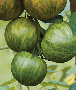 Green Zebra Tomato Heirloom - beyond organic seeds