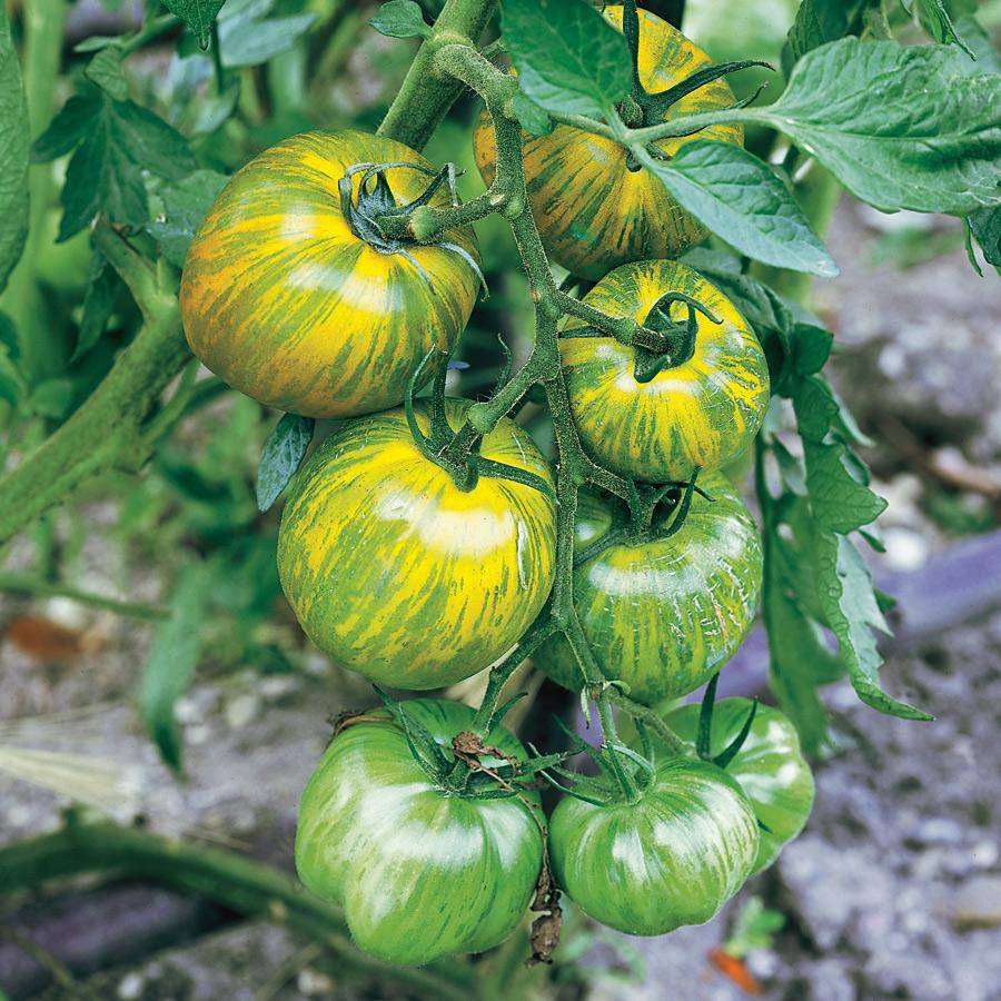 Green Zebra Tomato Heirloom - beyond organic seeds