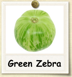 Green Zebra Tomato Heirloom - beyond organic seeds