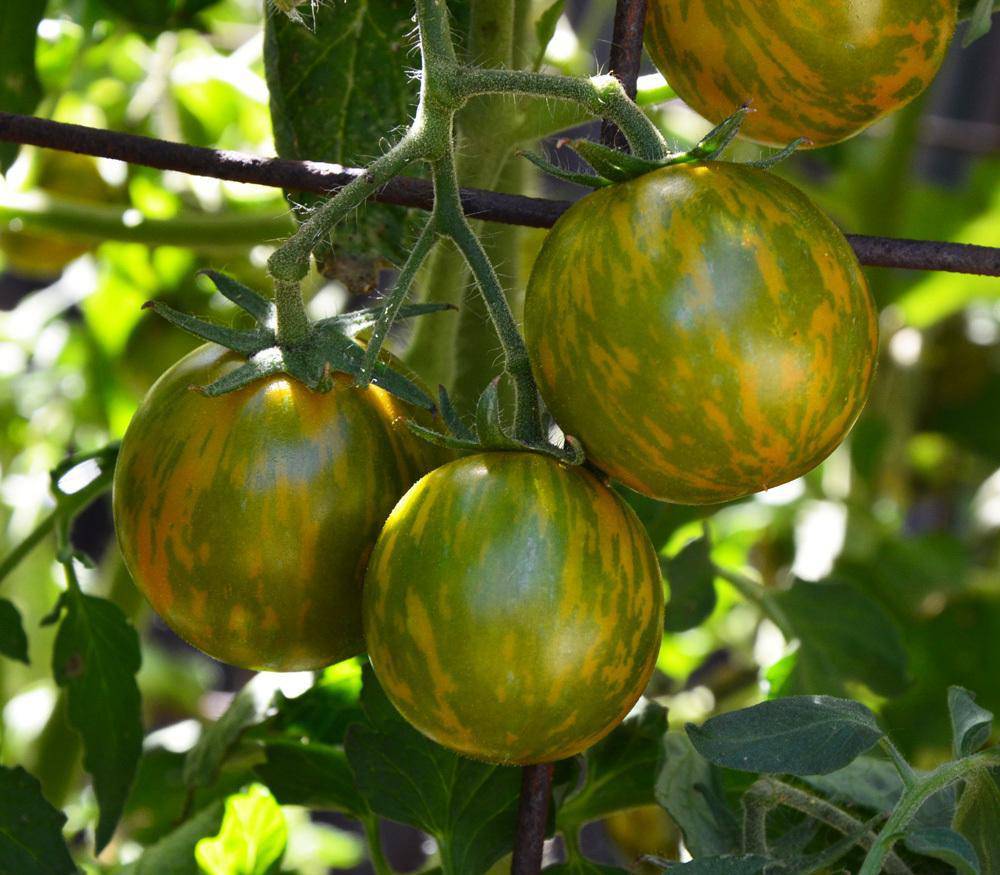 Green Zebra Tomato Heirloom - beyond organic seeds