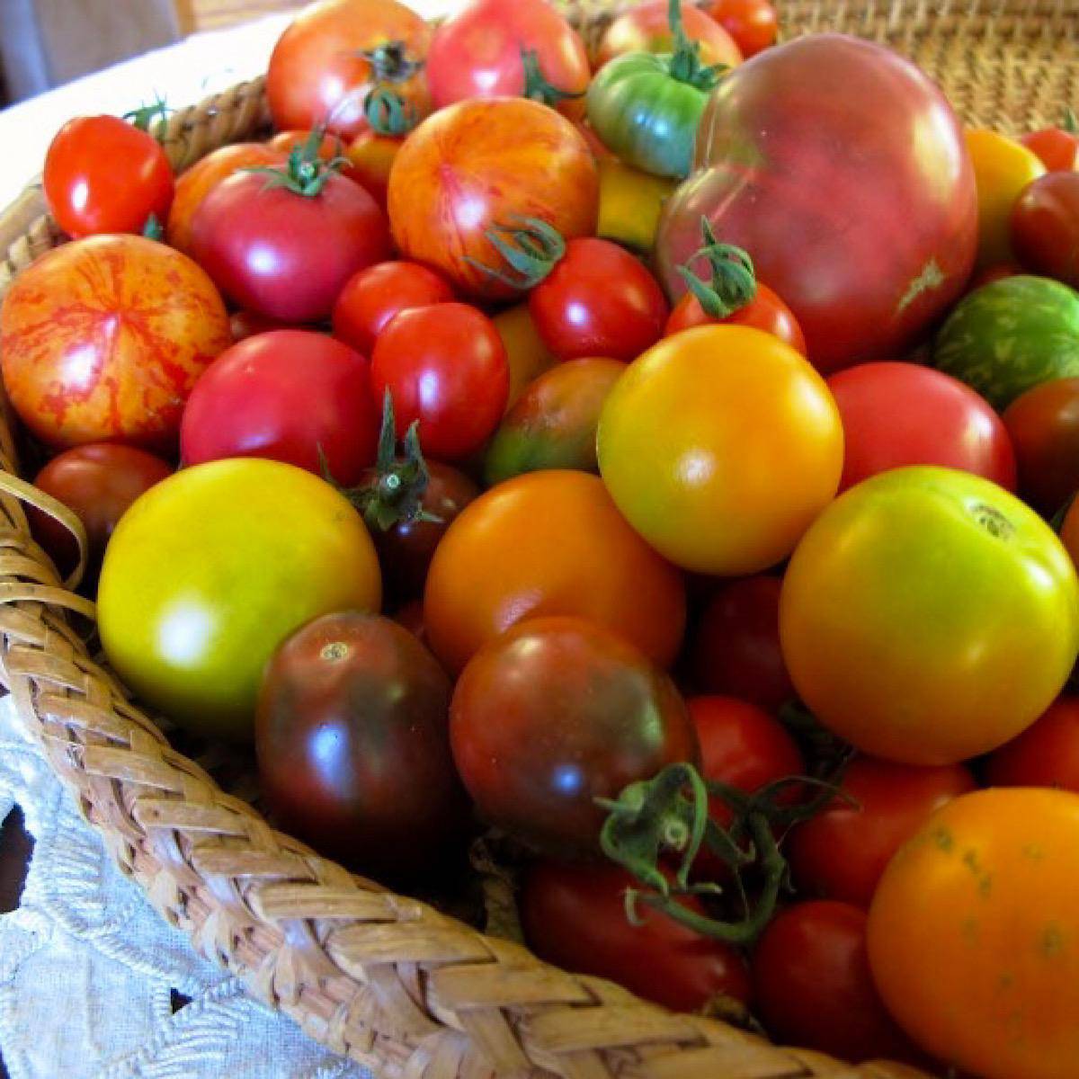 Heirloom Big Tomato Mix - beyond organic seeds