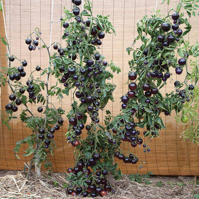 Indigo Rose Tomato - beyond organic seeds