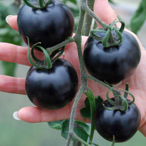 Indigo Rose Tomato - beyond organic seeds