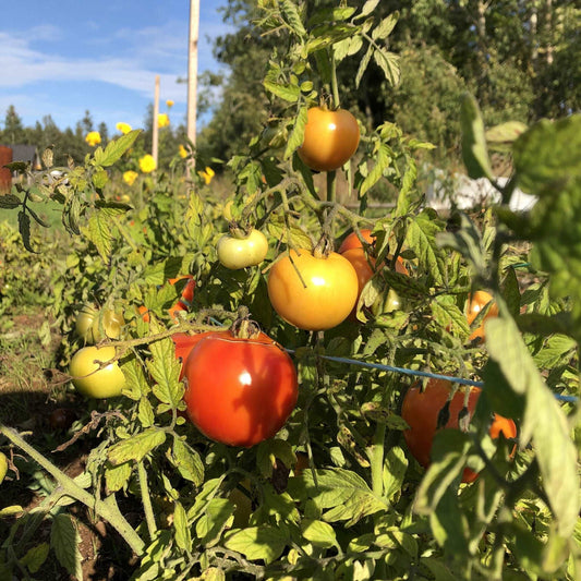 Manitoba heirloom tomato - beyond organic seeds