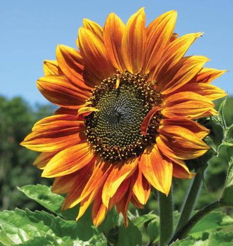 Autumn Beauty Sunflower - beyond organic seeds