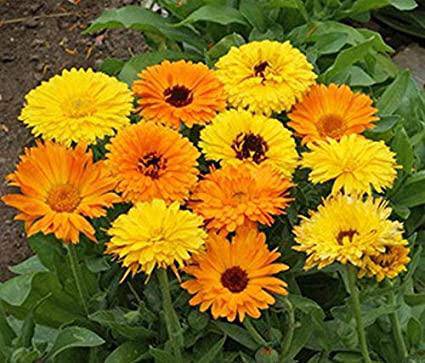 Calendula Pacific Beauty Mix - beyond organic seeds