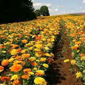 Calendula Pacific Beauty Mix - beyond organic seeds