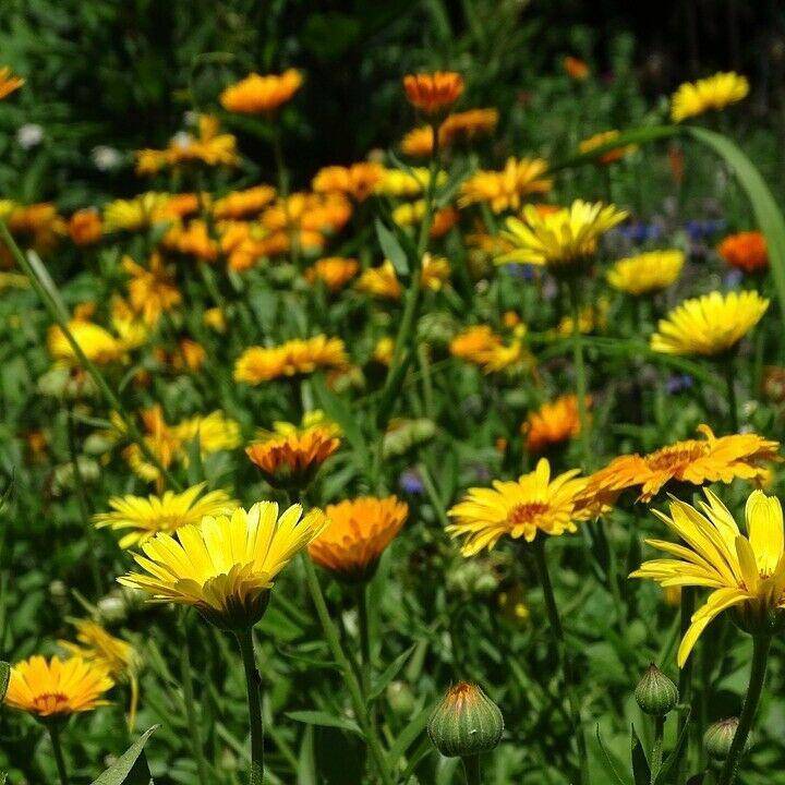 Calendula Pacific Beauty Mix - beyond organic seeds