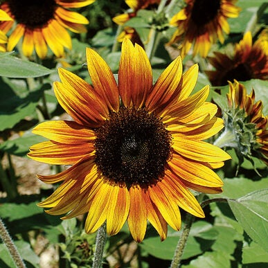 Firecracker sunflower - beyond organic seeds