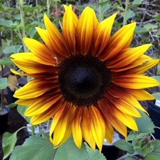 Firecracker sunflower - beyond organic seeds