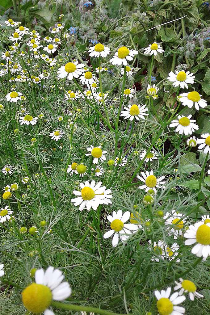 German Chamomile - beyond organic seeds