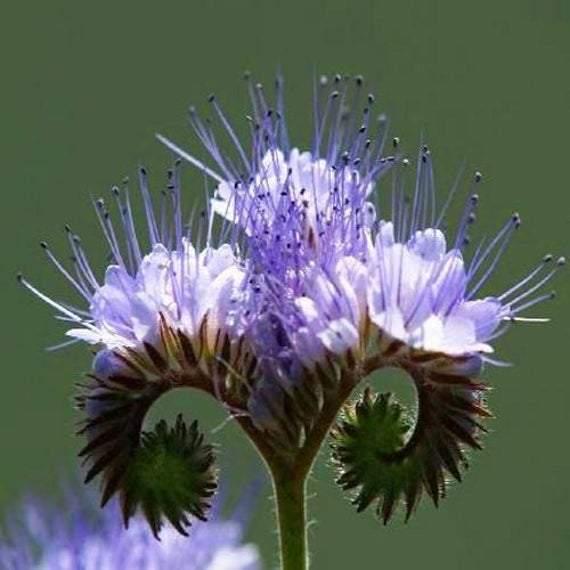 Lacy Phacelia - beyond organic seeds