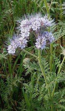 Lacy Phacelia - beyond organic seeds