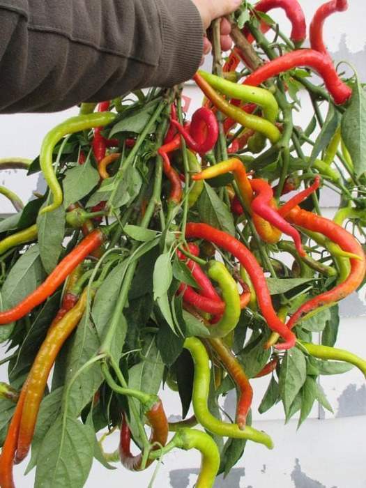 Corbaci Sweet Pepper - beyond organic seeds