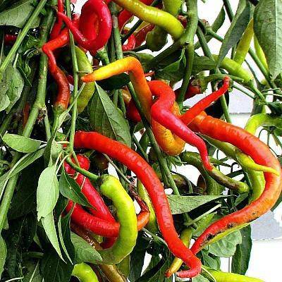 Corbaci Sweet Pepper - beyond organic seeds