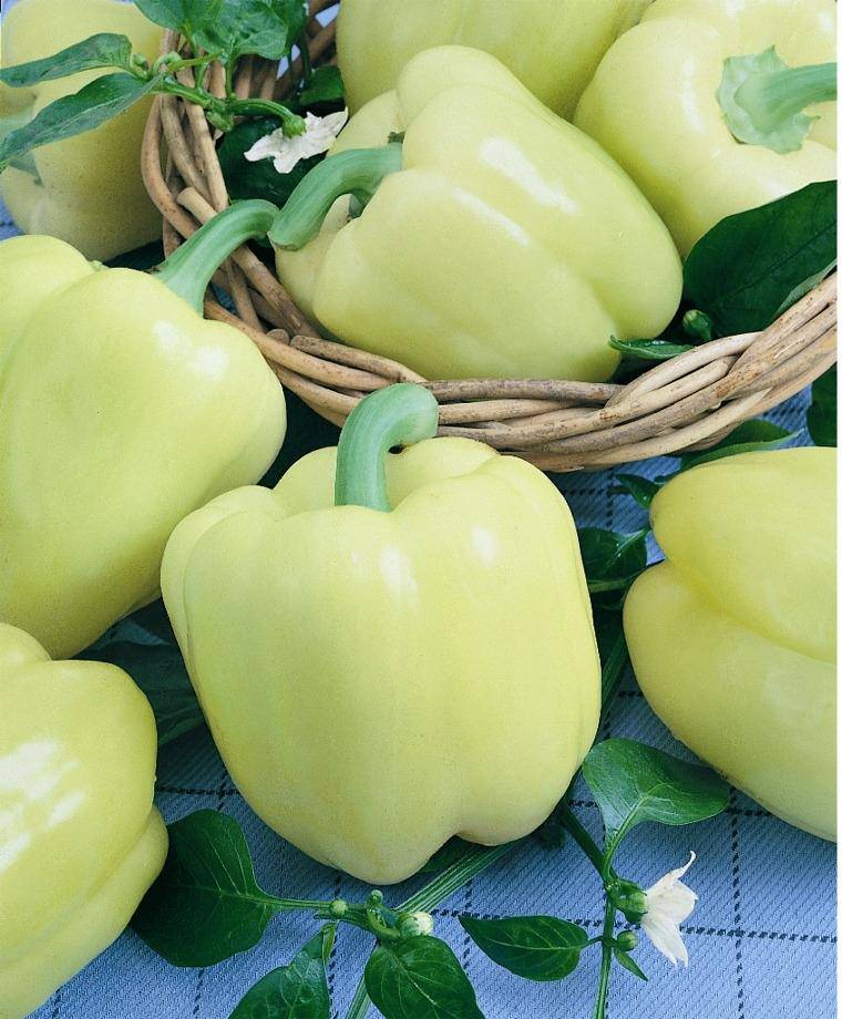 Diamond Bell Pepper - beyond organic seeds