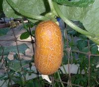 Brown russian cucumber - beyond organic seeds