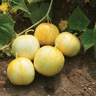 Lemon Cucumber - beyond organic seeds