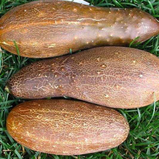 Poona Kheera Cucumber - beyond organic seeds