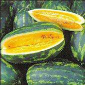 Mountain Sweet Yellow Watermelon - beyond organic seeds