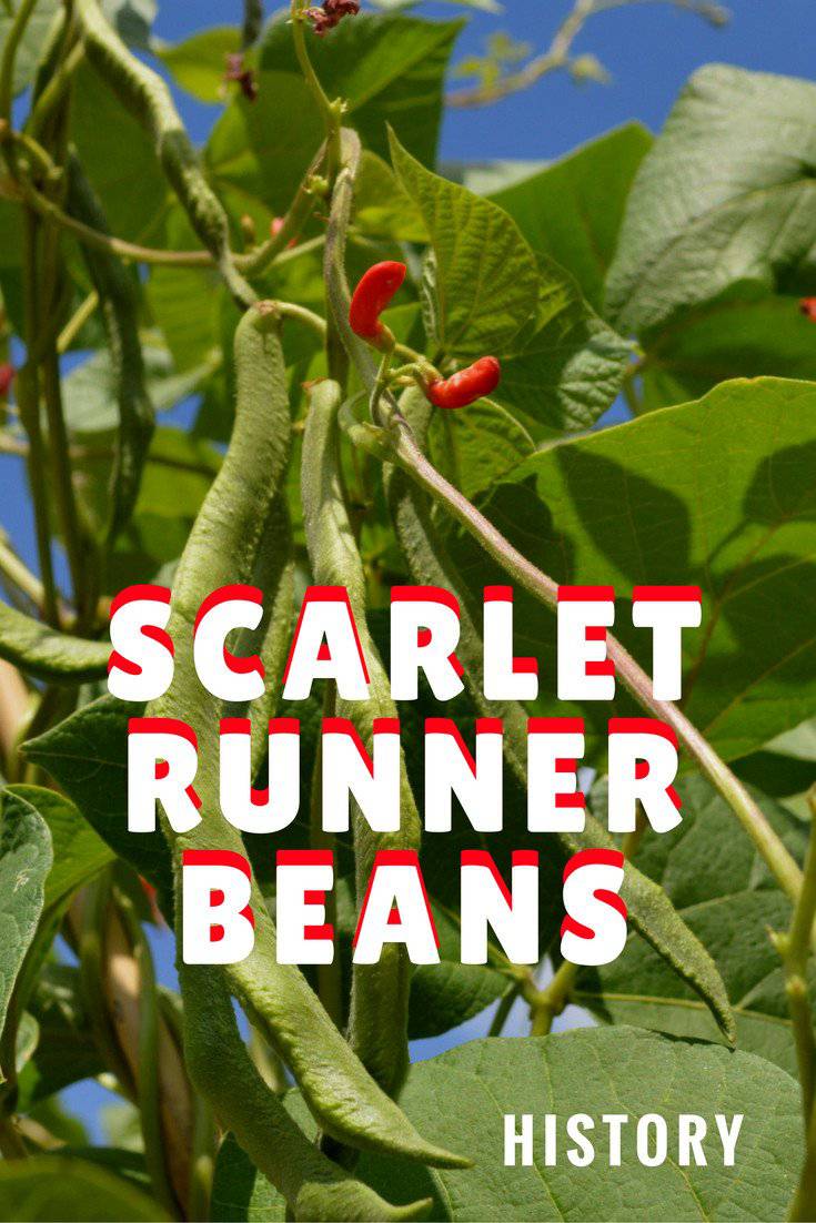 Scarlet Runner Bean - beyond organic seeds