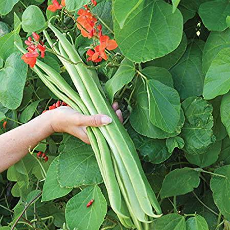 Scarlet Runner Bean - beyond organic seeds