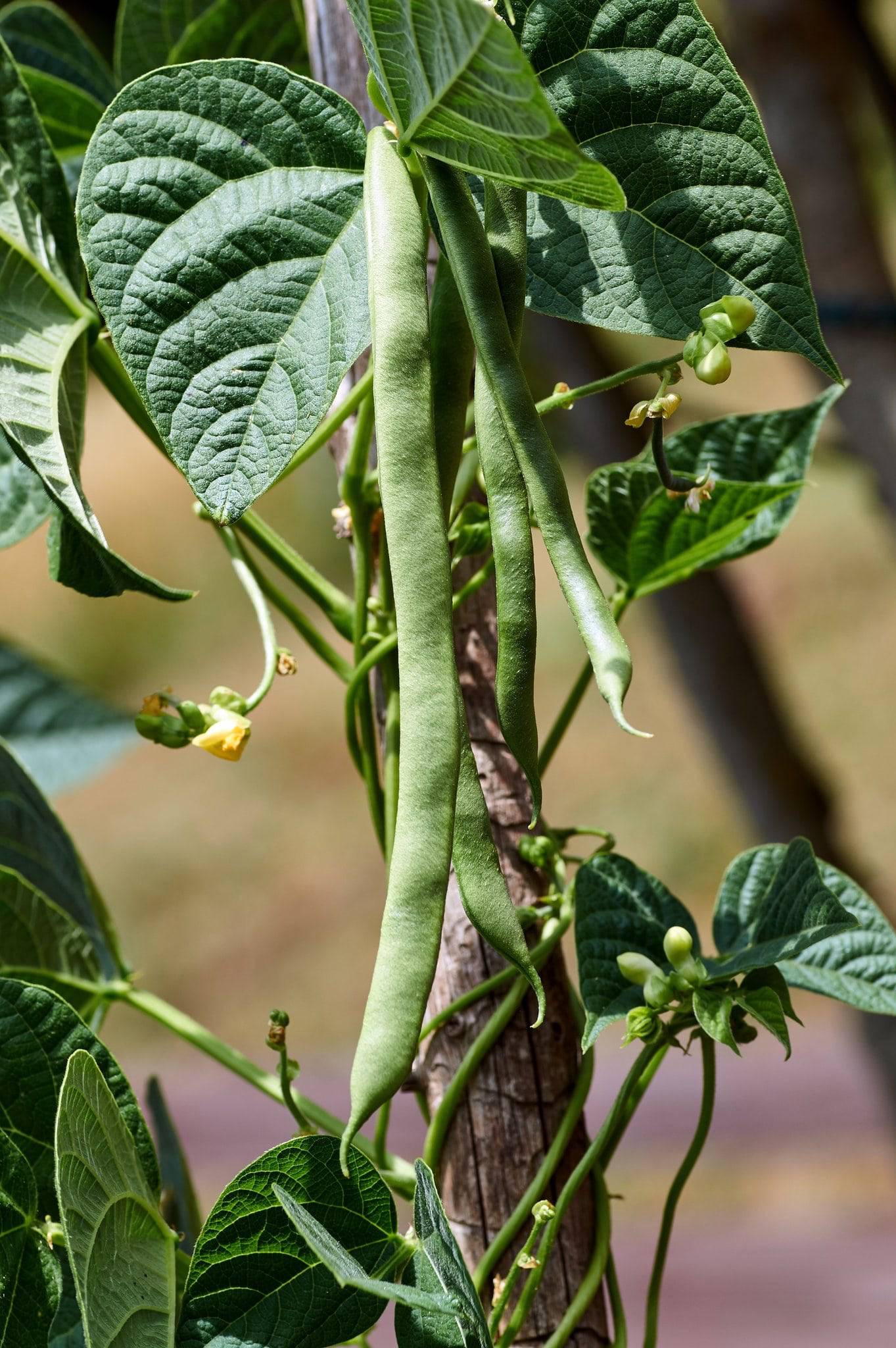 White Half Runner Bean - beyond organic seeds